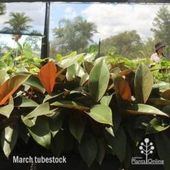 Philodendron Rojo Congo -Garden Plant Store apo rojo march