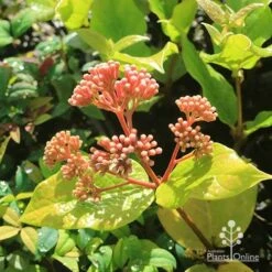 Rondeletia Amoena -Garden Plant Store apo rondeletia amoena buds july