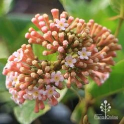 Rondeletia Amoena -Garden Plant Store apo rondeletia amoena buds opening