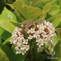 Rondeletia Amoena -Garden Plant Store apo rondeletia amoena flower