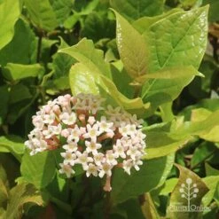 Rondeletia Amoena -Garden Plant Store apo rondeletia amoena flower leaf