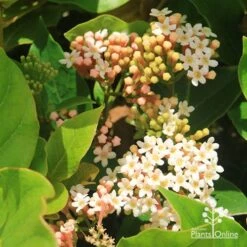 Rondeletia Amoena -Garden Plant Store apo rondeletia amoena flowers