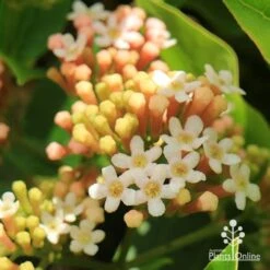 Rondeletia Amoena -Garden Plant Store apo rondeletia amoena flowers closeup