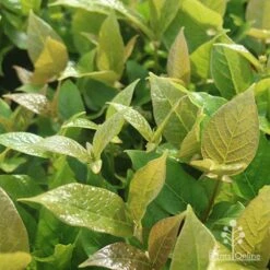 Rondeletia Amoena -Garden Plant Store apo rondeletia amoena foliage