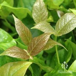 Rondeletia Amoena -Garden Plant Store apo rondeletia amoena new bronze leaf colour