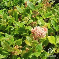 Rondeletia Amoena -Garden Plant Store apo rondeletia amoena plants