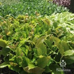 Rondeletia Amoena -Garden Plant Store apo rondeletia amoena tubestock plants