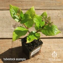 Rondeletia Amoena -Garden Plant Store apo rondeletia amoena tubestock top