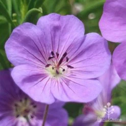 Geranium Rozanne -Garden Plant Store apo roseanne geranium close