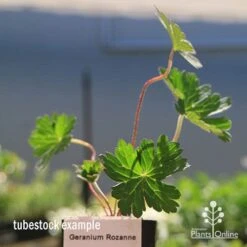 Geranium Rozanne -Garden Plant Store apo rozanne tubestock closer