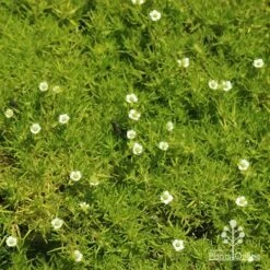 Sagina Subulata Aurea – Scotch Moss -Garden Plant Store apo sagina aurea flowers