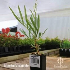 Grevillea Sandra Gordon -Garden Plant Store apo sandra gordon grevillea tubestock