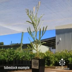 Grevillea Sandra Gordon -Garden Plant Store apo sandra gordon grevillea tubestock 1