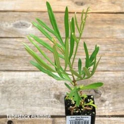 Grevillea Sandra Gordon -Garden Plant Store apo sandra gordon tubestock