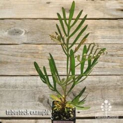 Grevillea Sandra Gordon -Garden Plant Store apo sandra gordon tubestock top