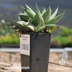 Haworthia Savanna - Succulent -Garden Plant Store apo savanna and pups