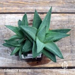 Haworthia Savanna - Succulent -Garden Plant Store apo savanna big size top