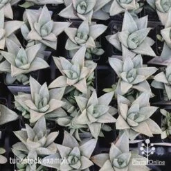 Haworthia Savanna - Succulent -Garden Plant Store apo savanna tubestocks