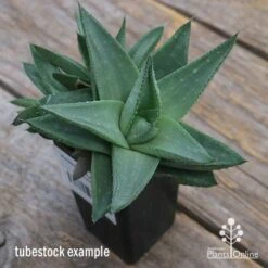 Haworthia Savanna - Succulent -Garden Plant Store apo savannah big size