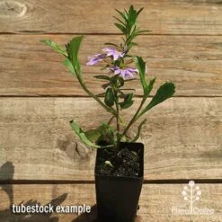 Scaevola Purple Fanfare - Fan Flower 9 Scaevola Purple Fanfare - Fan Flower -Garden Plant Store apo scaevola fanfare tubestock flowering
