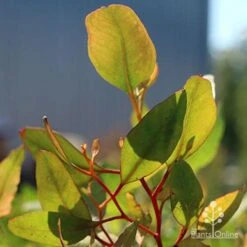 Eucalyptus Summer Scentsation - Flowering Gum -Garden Plant Store apo scentsation gum red stems