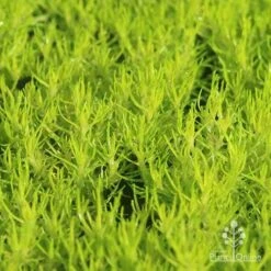 Sagina Subulata Aurea – Scotch Moss -Garden Plant Store apo scotch moss closeup