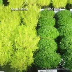 Sagina Subulata Aurea – Scotch Moss -Garden Plant Store apo scotch moss irish moss compare