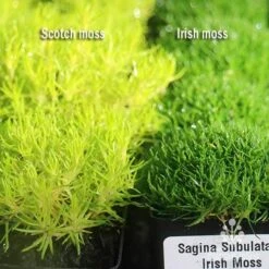 Sagina Subulata Aurea – Scotch Moss -Garden Plant Store apo scotch moss irish moss compared