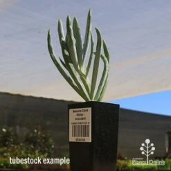 Senecio Chalk Sticks - Succulent -Garden Plant Store apo seneci ochalk sticks tubestock sun