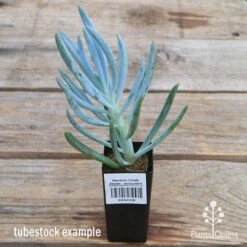 Senecio Chalk Sticks - Succulent -Garden Plant Store apo senecio chalk staicks tubestock current