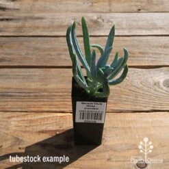 Senecio Chalk Sticks - Succulent -Garden Plant Store apo senecio chalk sticks tubestock