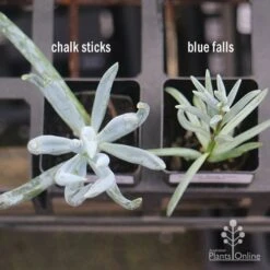 Senecio Chalk Sticks - Succulent -Garden Plant Store apo senecio chalk sticks v blue falls 1