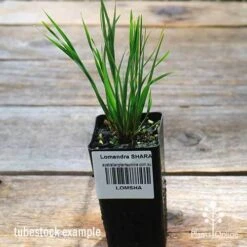 Lomandra SHARA -Garden Plant Store apo shara tubestock top