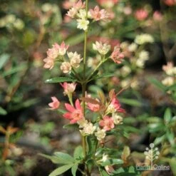 Ceratopetalum Shiraz - Christmas Bush -Garden Plant Store apo shiraz ceratopetalum true flowers