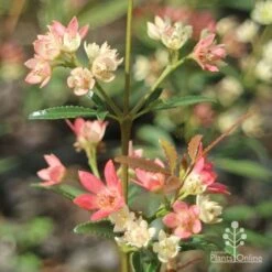 Ceratopetalum Shiraz - Christmas Bush -Garden Plant Store apo shiraz christmas bush true flowers