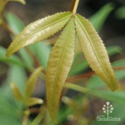 Ceratopetalum Shiraz - Christmas Bush -Garden Plant Store apo shiraz new leaf