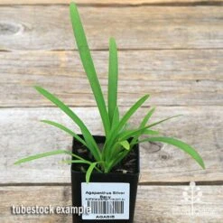 Agapanthus Silver Baby -Garden Plant Store apo silver baby tubestock
