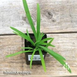 Agapanthus Silver Baby -Garden Plant Store apo silver baby tubestock top
