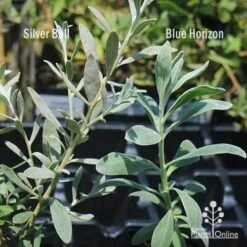 Eremophila Blue Horizon - Emu Bush -Garden Plant Store apo silver ball v blue horizon 1