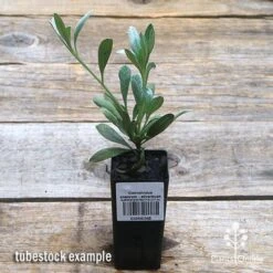 Convolvulus Cneorum - Silverbush -Garden Plant Store apo silverbush tubestock top