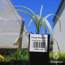 Liriope Silverlawn -Garden Plant Store apo silverlawn liriope tubestock