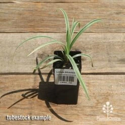 Liriope Silverlawn -Garden Plant Store apo silverlawn tubestock top