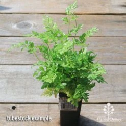 Pteris - Slender Brake Fern -Garden Plant Store apo slender brake pteris tubetock