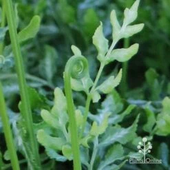 Pteris - Slender Brake Fern -Garden Plant Store apo slender pteris curl