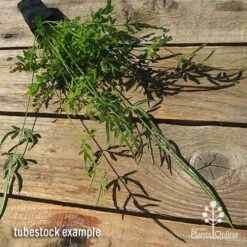 Pteris - Slender Brake Fern -Garden Plant Store apo slender pteris tubestock flat