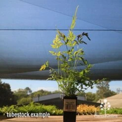 Pteris - Slender Brake Fern -Garden Plant Store apo slender pteris tubestock large