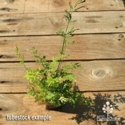Pteris - Slender Brake Fern -Garden Plant Store apo slender pteris tubestock top