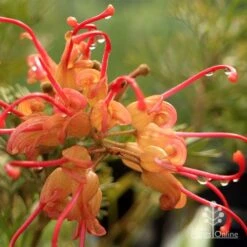 Grevillea Soopa Doopa -Garden Plant Store apo soopa doopa closeup