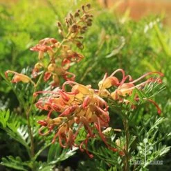 Grevillea Soopa Doopa -Garden Plant Store apo soopa doopa flower and bud