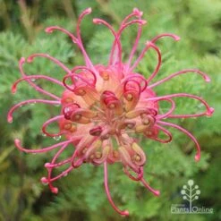 Grevillea Soopa Doopa -Garden Plant Store apo soopa doopa full open